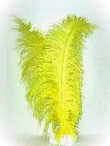 Gele veer zwarte piet